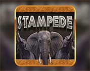 Stampede